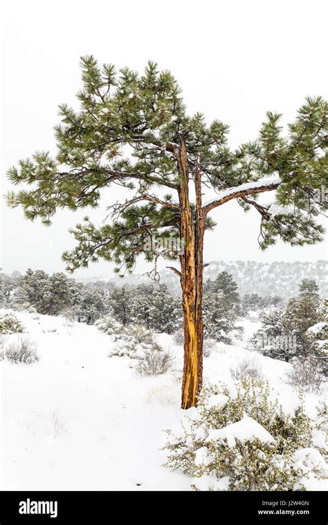 Pinus Ponderosa Ponderosa Pine Bull Pine Blackjack Pine Western