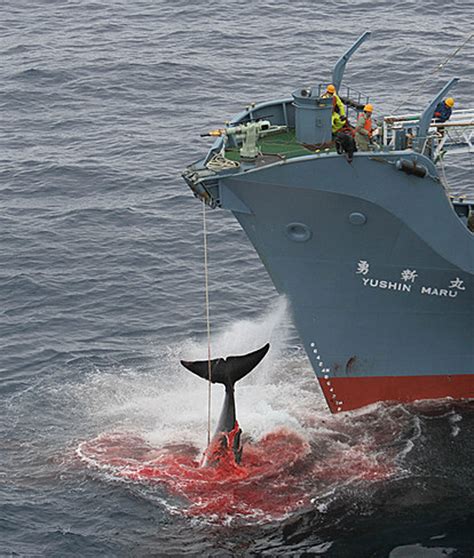 Japans So Called Research Whaling Program Faces An Uncertain Future