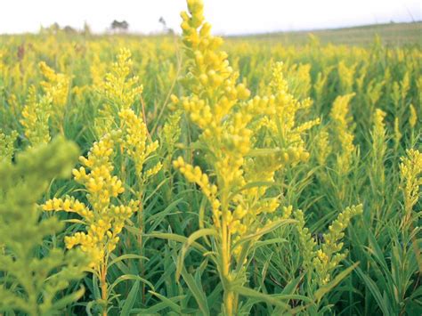 Goldenrod vs. ragweed: Which causes allergies and which 