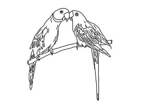 African Grey Parrot Coloring Pages Coloring Pages