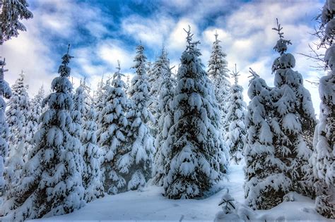 Forest Pine Tree Winter Earth Snow Wallpaper Coolwallpapersme