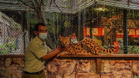 Mengenal Serval Kucing Para Artis Jagad Tani Petaninya Milenial