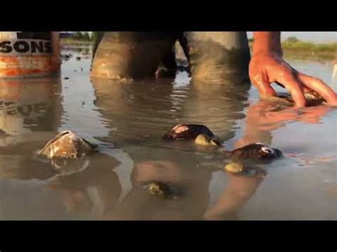 Wow Unbelievable Fishing An Amazing Fisherman Catches Largest Clams By