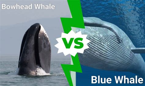 Bowhead Whale กับ Blue Whale Newagepitbulls