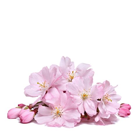 Cherry blossom flower png, Cherry blossom flower png Transparent FREE png image