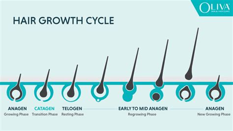 Hair Growth Cycle Structure Of Hair And 3 Stages Explained