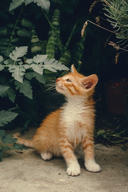 Cat Kitten Pet Free Photo On Pixabay Pixabay