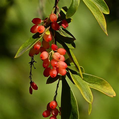 Common Barberry Berberis Vulgaris We Have A Slight Warm U Flickr