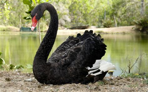 Australian Black Swan Black Swan Bird Black Swan Black Swan Tattoo
