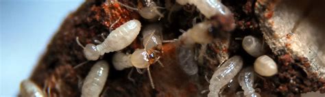 Tulsa ok exterminator, pest control & termite inspector. Western AllPest Services | Pest Control Specialist in ...