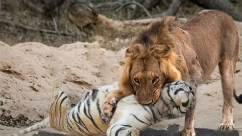 Top 50 Imagen Diferencias Entre Tigres Y Leones Abzlocalmx