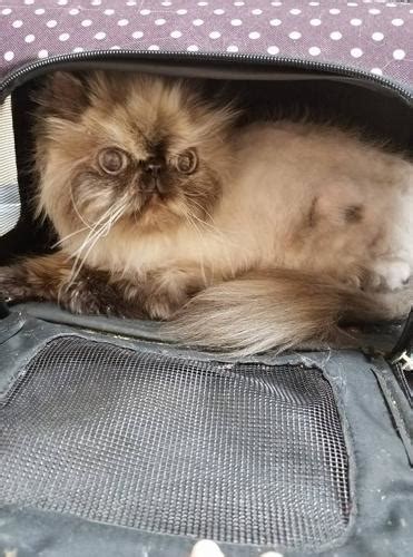 Himalayan kittens have lovely, gentle, affectionate personalities. Jynxie Cat Himalayan Adult - Adoption, Rescue for Sale in ...