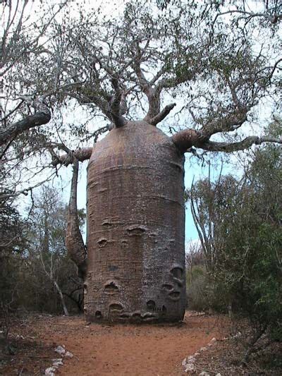 A Fat Treereally Its A Baobab I Love Trees Pinterest
