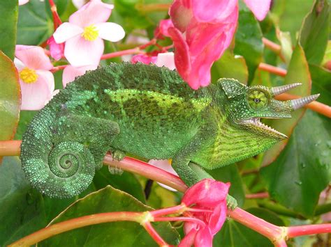 Top 10 Jacksons Chameleon Facts A Chameleon With Three Horns