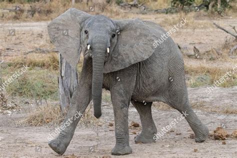 Adolescent African Elephant Loxodonta Africana Threatening Editorial