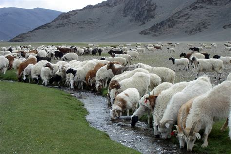 Монголын мал сүрэг 80 саяд хүрчээ