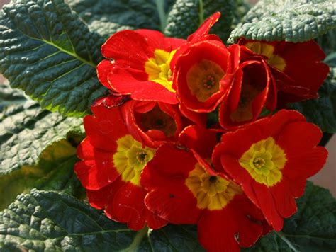 The Other Oeuvre A Red Primrose
