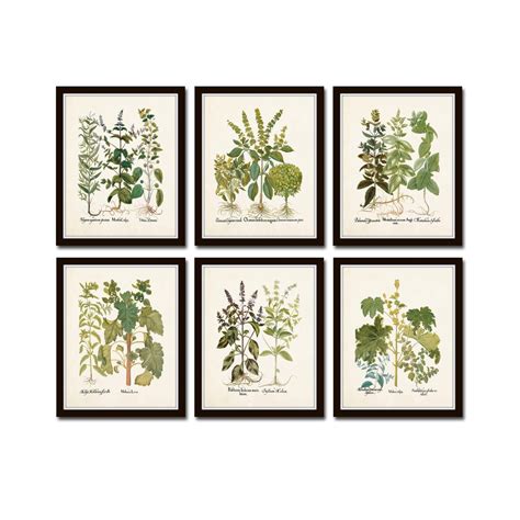 Antique Herbs Print Set No 32 Herb Prints Botanical Prints