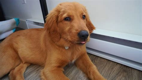 Red Golden Retriever Golden Puppy Turning 4 Month Old ゴールデンレトリバー