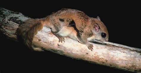 Muito sociável, o animal vive em grandes bandos e tem feito muito sucesso apesar da destruição de grande parte do seu habitat natural na austrália e indonésia, o petauro do açúcar não está ameaçado de extinção pois. Como cuidar de um petauro-do-açúcar | Esquilo voador ...