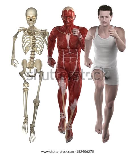 Sport Fitness Man Anatomy Muscles Bones стоковая иллюстрация