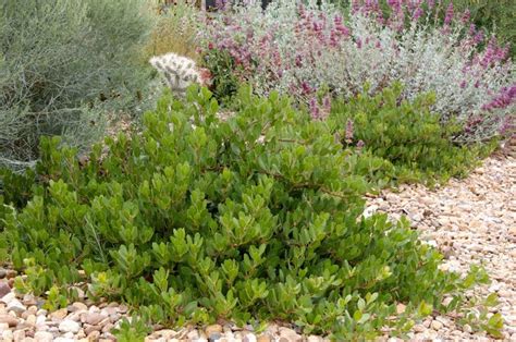We did not find results for: Panchita Manzanita. Common Bearberry. Trailing evergreen ...