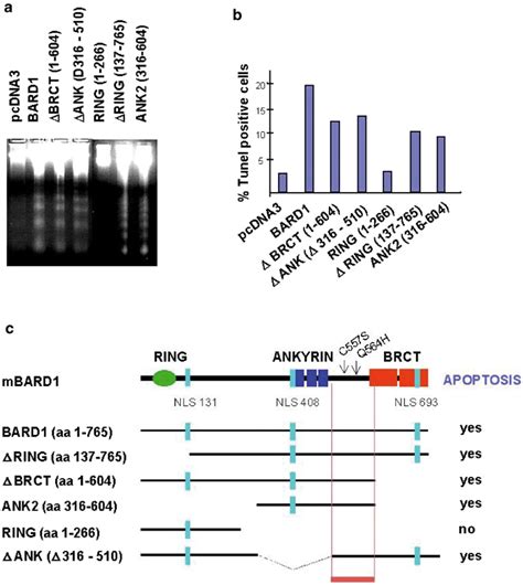 Mapping Of The Apoptotic Domain Of Bard Apoptosis Induction As