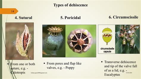 Fruit Morphology And Botanical Classification