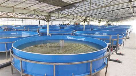 Seawater Ras Recirculating Aquaculture System Solution For Tilapia Fish
