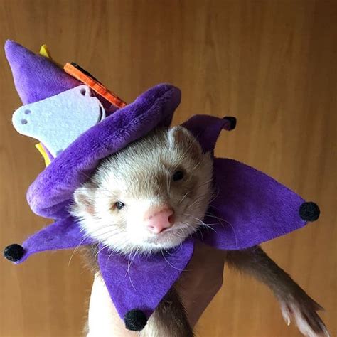 14 Of The Best Ferret Costumes Weve Seen So Far Ferret Voice