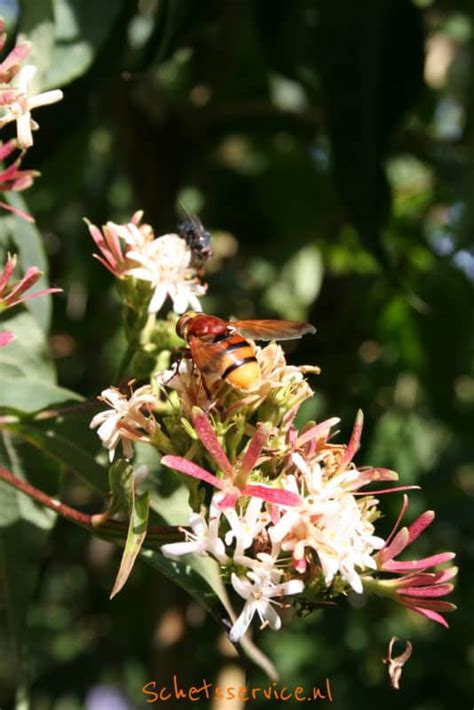 Heptacodium miconioides, heptacodium jasminoides family: Tuinplanten - Schetsservice | Heptacodium miconioides