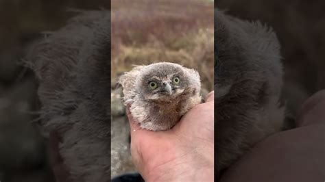 Baby Burrowing Owls Getting Released Back Into Their Burrow Youtube
