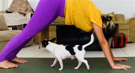 Pet Insurance Quotes - Cat & Dog Insurance - Tesco Bank
