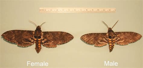 Why Female Moths Are Big And Beautiful University Of Arizona News