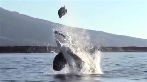 Watch Killer Whale Toss Sea Turtle In The Air Fox News