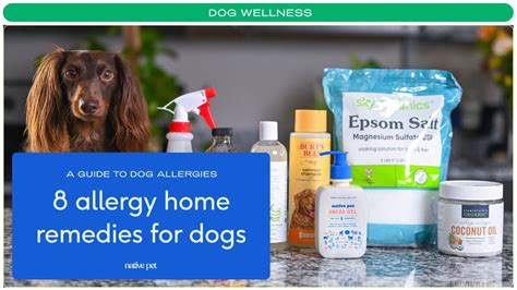 8 Best Home Remedies For Dog Skin Allergies Youtube