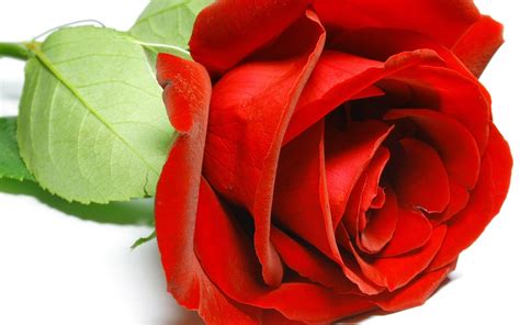 Single Red Rose Flower Wallpaper