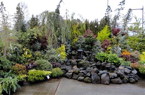 Danger Garden Colorful Conifers At Portland Nursery Rock Garden Design