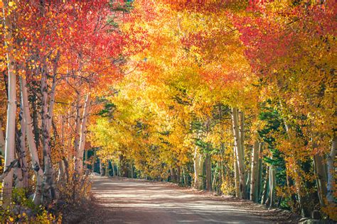 Bishop Creek Autumn Colors Fall Foliage Fine Art Photograp Flickr