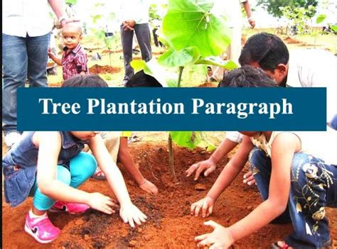 Tree Plantation Paragraph And Essay For All Class Students Educationbd