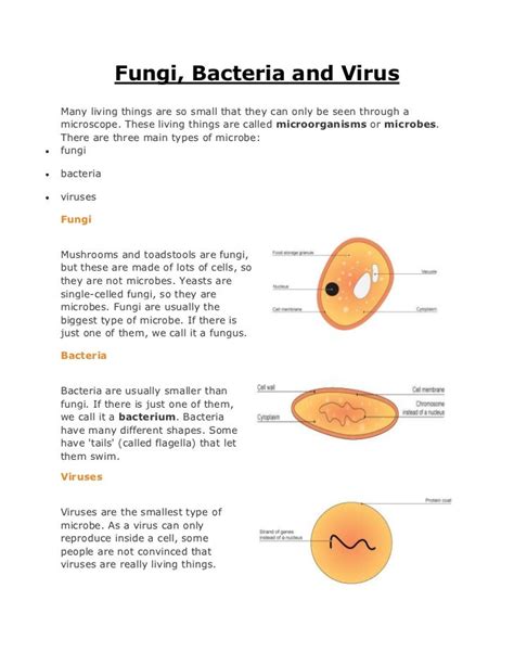 Bacteria And Viruses Venn Diagram Derslatnaback