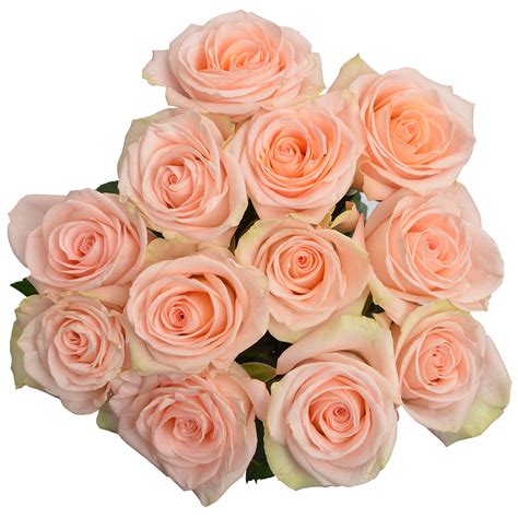 Rose Tiffany St Pick Up Flower Catalog