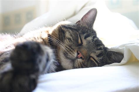 Get an email notification for any results in cats and kittens in gauteng when they become available. Sleeping Cat | Ella Mullins | Flickr