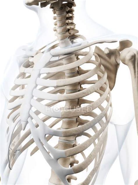 Rib Cage And Shoulder Skeletal Anatomy Ubicaciondepersonas Cdmx Gob Mx