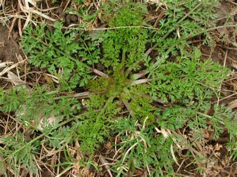 Weed Of The Week Wild Carrot Forage Fax