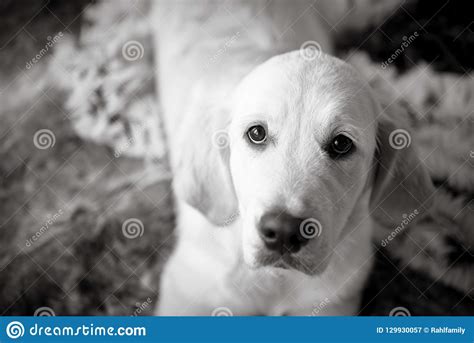 Female Golden Retriever Puppy Dog With Loving Eyes Stock
