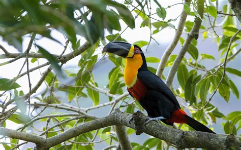 Toucan Parrot Bird Tropical 25 Wallpapers Hd Desktop And Mobile