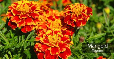 Marigold Flowers How To Care For Marigolds