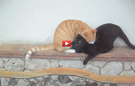 L amore tra gatti è il sentimento più puro del mondo VIDEO