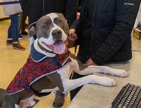 We did not find results for: Dane County Humane Society | 140 Dogs Helped Through ...